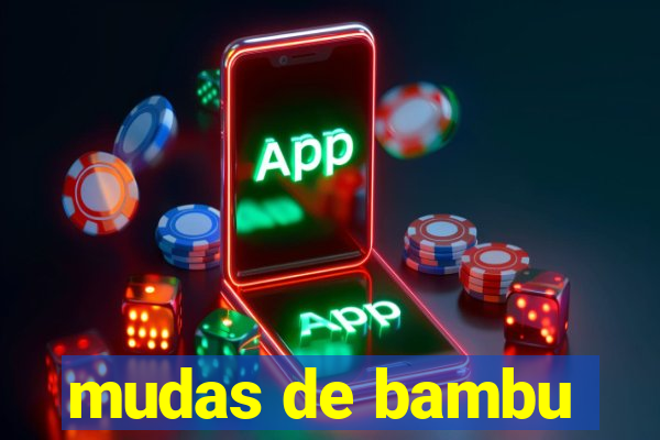 mudas de bambu