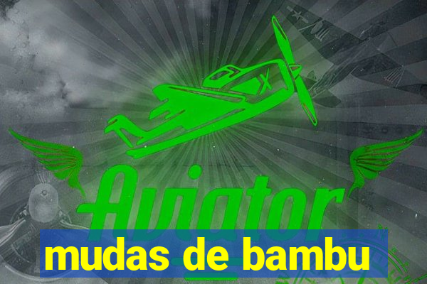 mudas de bambu