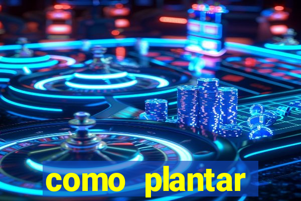 como plantar gergelim no vaso