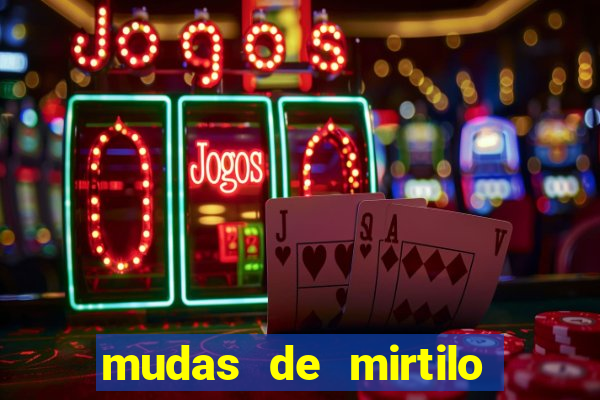 mudas de mirtilo em porto alegre