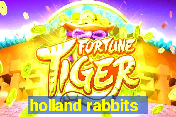 holland rabbits