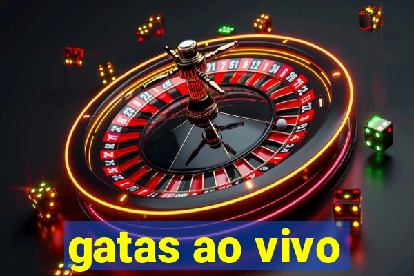 gatas ao vivo