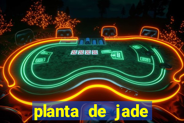 planta de jade significado espiritual