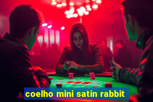 coelho mini satin rabbit