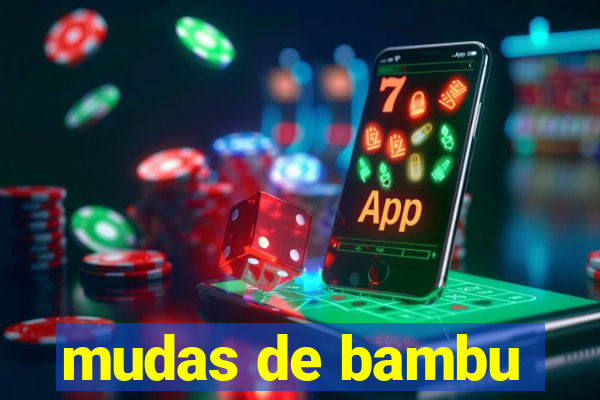 mudas de bambu