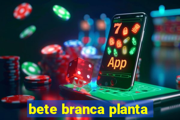 bete branca planta