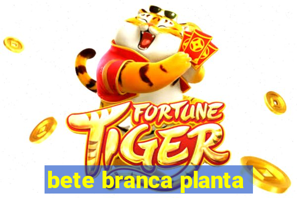 bete branca planta